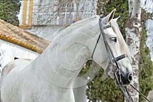 Portrait of beautiful purebred PRE stallion in dressage bridle. Andalusia. Spain photo