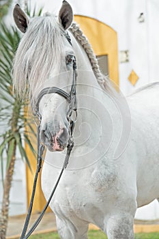 Portrait of beautiful purebred PRE stallion in dressage bridle. Andalusia. Spain photo