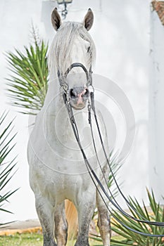 Portrait of beautiful purebred PRE stallion in dressage bridle. Andalusia. Spain