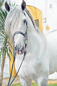 Portrait of beautiful purebred PRE stallion in dressage bridle. Andalusia. Spain