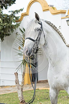 Portrait of beautiful purebred PRE stallion in dressage bridle. Andalusia. Spain