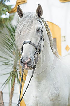 Portrait of beautiful purebred PRE stallion in dressage bridle. Andalusia. Spain photo