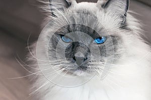 Portrait of beautiful ragdoll cat with blue eyes