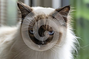 A portrait of a beautiful Ragdoll cat with blue eyes