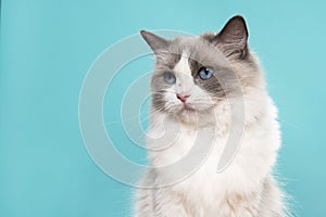 Portrait of a beautiful ragdoll cat with blue eyes looking away on a blue background