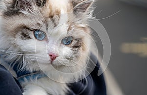 Portrait of a beautiful ragdoll cat with blue eyes outdoors with a blurry background