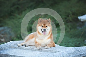 Portrait of a beautiful red dog breed Shiba inu lying in the japanese garden at sunset. Beautiful shiba inu female