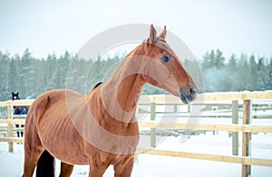 Beautiful red don mare horse on paddock in winter
