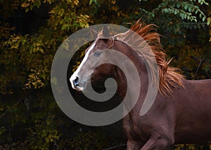 Portrait of a beautiful red horse on freedom autumn