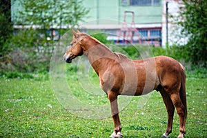 Portrait of beautiful red horse in summer