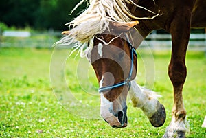 Portrait of beautiful red horse in summer