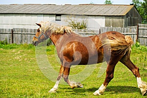 Portrait of beautiful red horse in summer