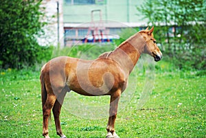 Portrait of beautiful red horse in summer