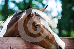 Portrait of beautiful red horse in summer