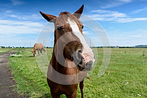 Portrait of beautiful red horse in summer