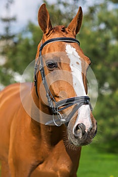 Portrait of beautiful red horse in summer against nature