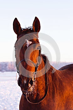 Portrait of beautiful red horse in winter