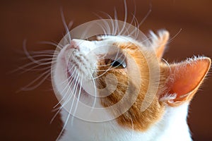 Portrait of a beautiful red-white cat