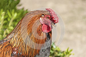 Portrait of beautiful rooster