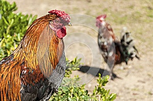 Portrait of beautiful rooster