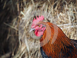 Portrait of a beautiful rooster Maran breed. Poultry farming