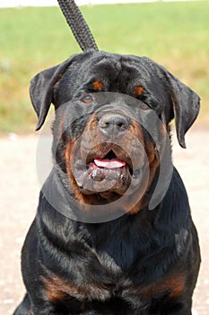 Portrait of a beautiful rottweiler