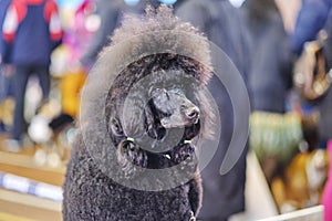 Portrait of a beautiful royal black poodle close-up