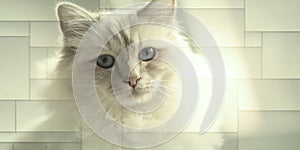 Portrait of beautiful sacred cat of burma, geometric pattern