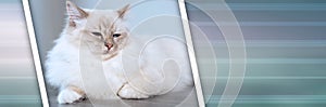 Portrait of beautiful sacred cat of burma; panoramic banner