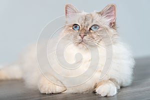 Portrait of beautiful sacred cat of burma