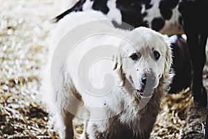 Portrait of a shepherd dog patou in a sheepfold