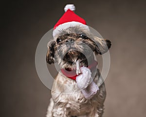 portrait of beautiful shih tzu puppy wearing christmas hat and scarf