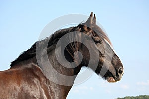 Portrait of beautiful shire horse on sky background