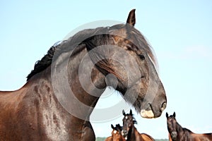 Portrait of beautiful shire horse on sky background