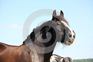 Portrait of beautiful shire horse on sky background