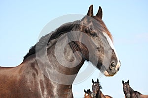 Portrait of beautiful shire horse on sky background