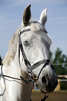 Portrait of beautiful show jumper horse