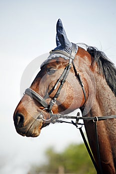 Portrait of beautiful show jumper horse in motion