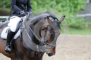 Portrait of beautiful show jumper horse in motion on racing track