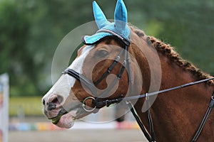 Portrait of beautiful show jumper horse in motion on racing track