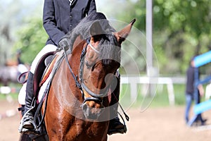 Portrait of beautiful show jumper horse in motion on racing track