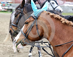 Portrait of beautiful show jumper horse in motion on racing track