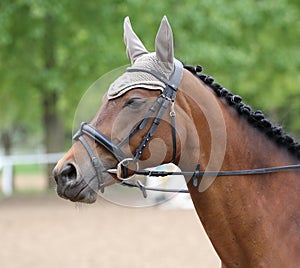 Portrait of beautiful show jumper horse in motion on racing track