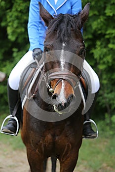 Portrait of beautiful show jumper horse in motion on racing track