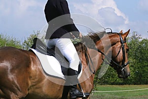 Portrait of beautiful show jumper horse in motion on racing track