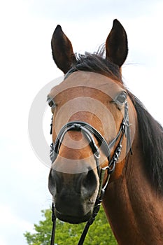 Portrait of beautiful show jumper horse in motion on racing track