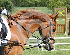 Portrait of beautiful show jumper horse in motion on racing track photo