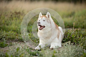 Portrait of the beautiful siberian husky dog with brown eyes lying in the field at sunset in fall