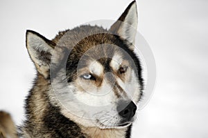 Heterochromia of a Siberian Husky photo
