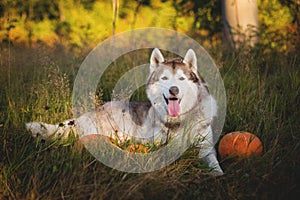 Portrait of beautiful siberian Husky dog lying next to a pumpkin for Halloween at sunset in the meadow